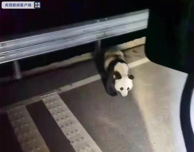 可可爱爱！野生大熊猫和狍子“过马路”被偷拍