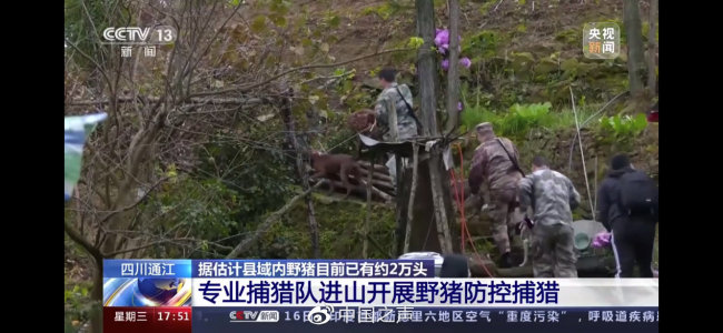 四川通江开展野猪防控捕猎 图片来源：央视新闻