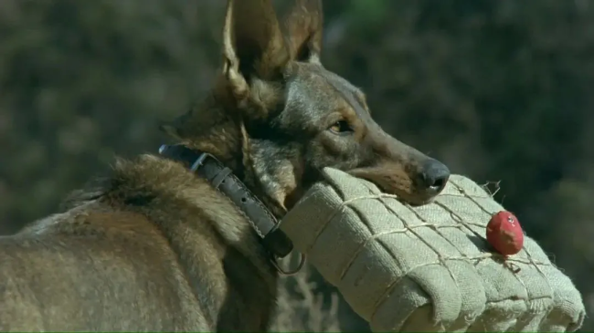 多个影视剧组被质疑虐待动物