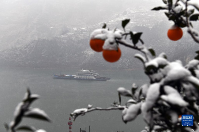 12月26日，船只从湖北省宜昌市秭归县茅坪镇一处脐橙园旁驶过。