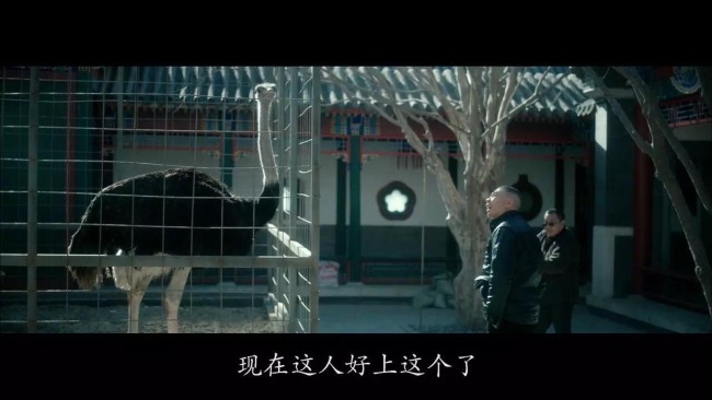 天津高速鸵鸟奔跑车辆纷纷避让