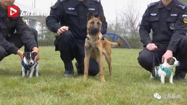 超小號警犬在線征名,！