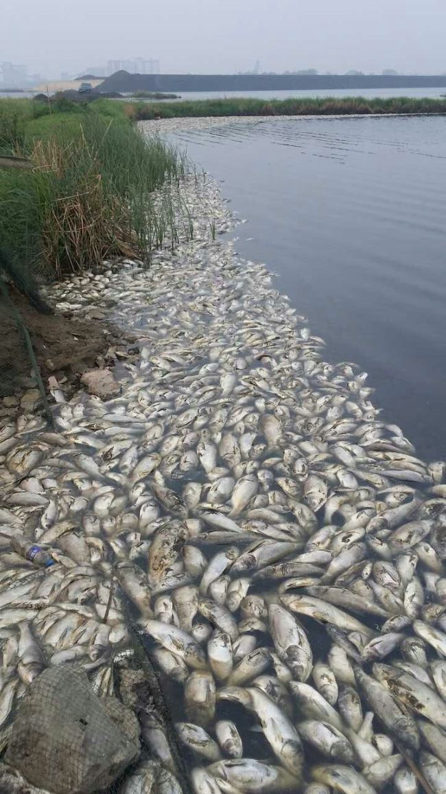 300万斤养殖鱼死亡 农民拍视频举报违法排污被起诉