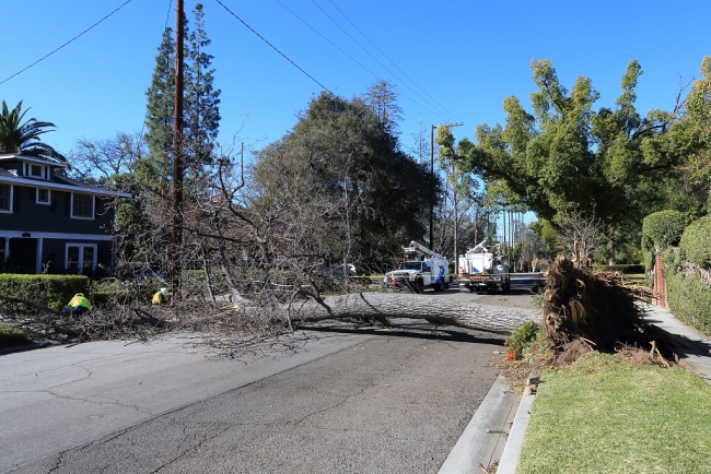 美国洛杉矶遭风暴袭击 多处大树被吹倒