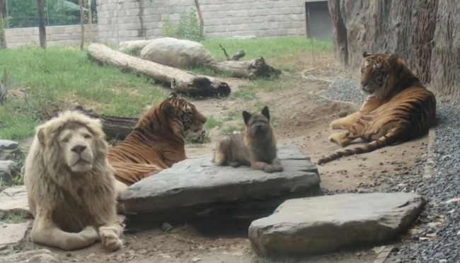 “小狗撵着狮子、老虎跑”？野生动物园回应