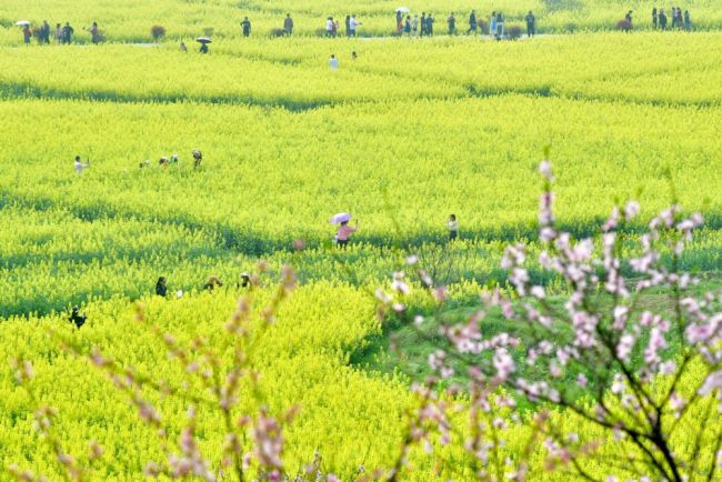 春光无限好 赏花正当时