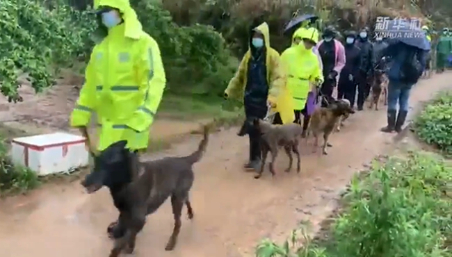 20多只搜救犬冒雨进坠机现场搜索 拉网式全力搜寻第二个黑匣子