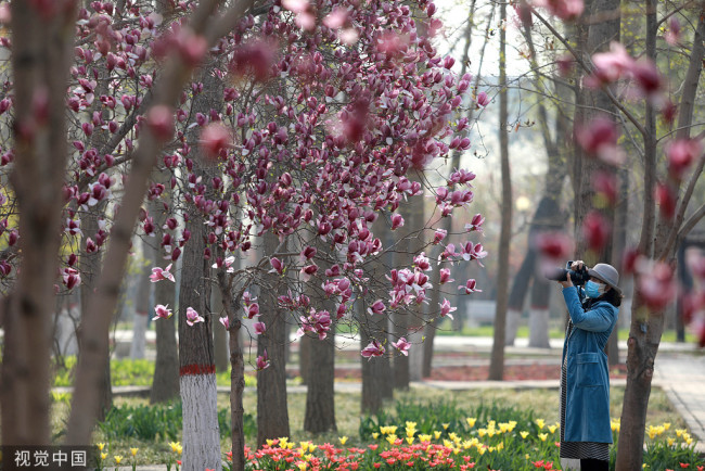 2022年4月4日，游客在石家庄市植物园赏景游玩，享受春光。