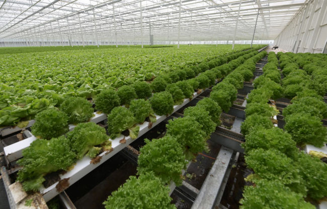 上海蔬菜生产加工企业提升保供