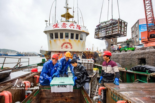 浙江温岭：渔船进港准备休渔
