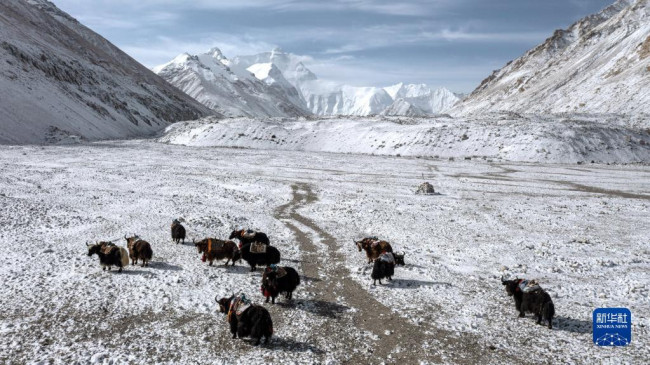 这是5月1日在珠峰登山大本营拍摄的运送物资的牦牛（无人机照片）。新华社记者 李键 摄