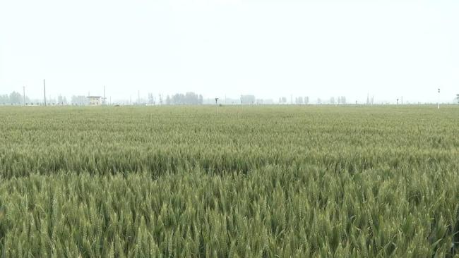 农技人员走入田间地头保夏粮丰产丰收