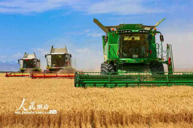 新疆呼图壁：小麦开镰收割