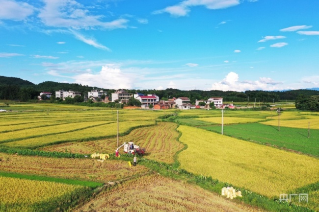 “三夏”时节看三色 稻香遍地粮满仓