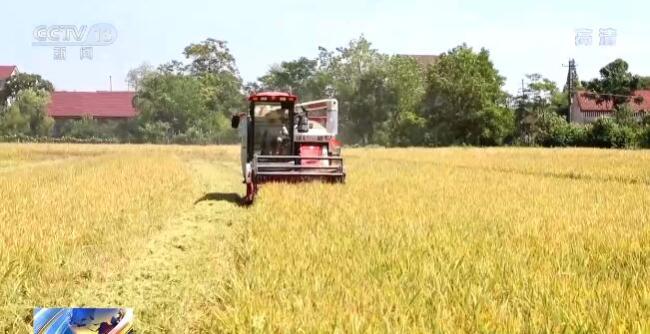 在希望的田野上 | 高产示范带动强 粮食主产省份湖南早稻丰收在望