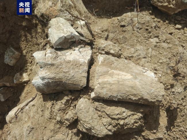 距今约800万年！新疆温泉县发现三趾马动物群化石