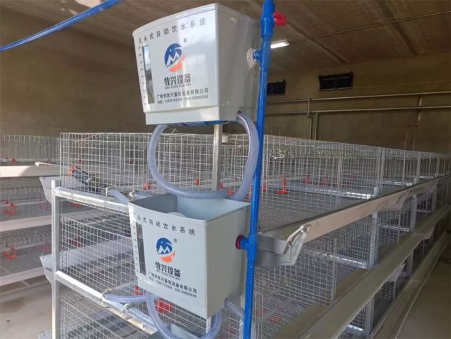首批5000只北京油鸡“回家”