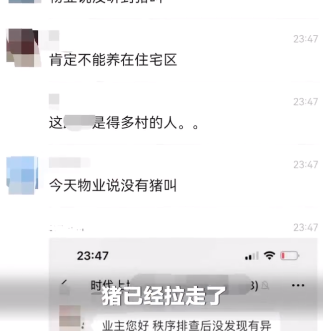 金屋藏“猪”？物业回应业主住宅楼养5头猪一事