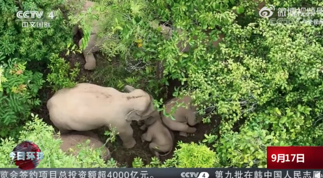 无人机拍到象妈妈守护小象睡觉画面 网友：大象应该站着睡