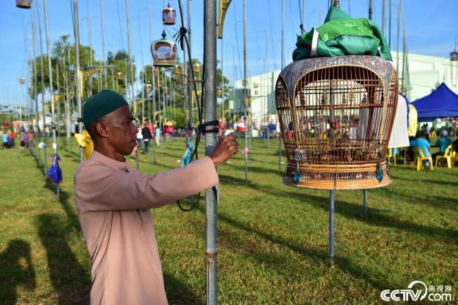 泰国南部举行鸟类歌唱比赛