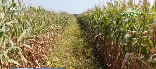 在希望的田野上 | 大豆玉米复合种植 丰产效率高