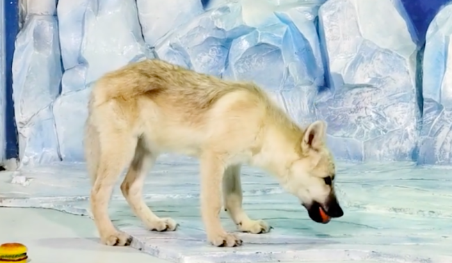 全球首只克隆北极狼亮相哈尔滨 网友：狐里狗气的