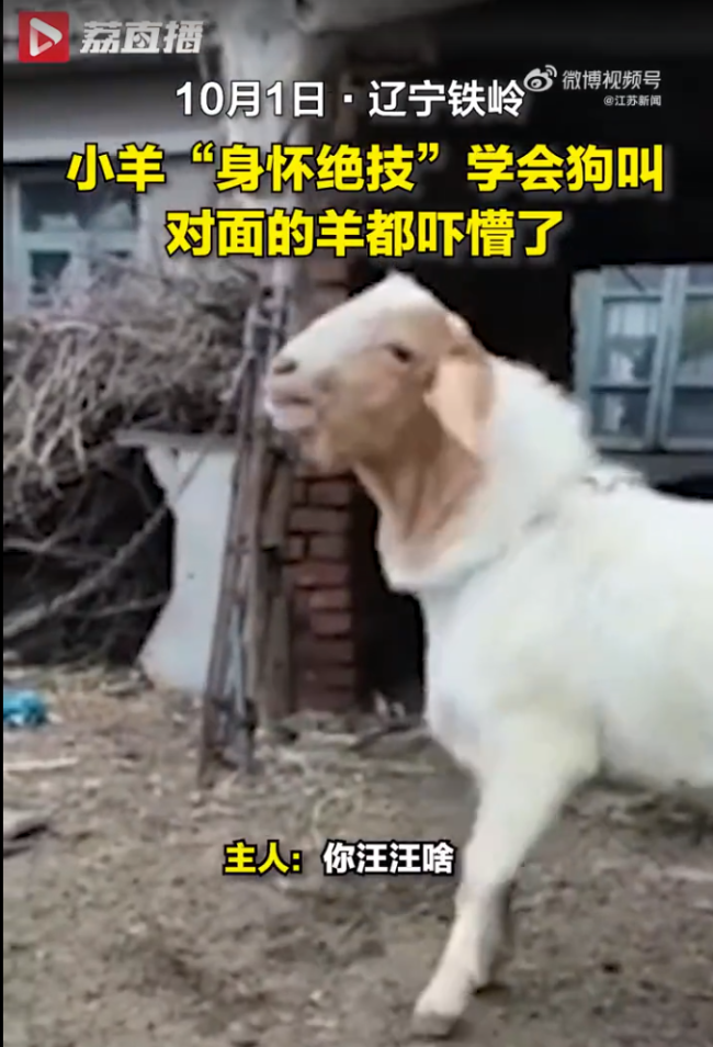 小羊学狗叫吓懵同伴，主人无奈又好笑：你是羊，你汪汪个啥？