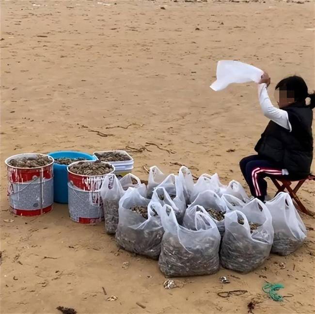 烟台赶海人一晚捞千余斤海肠 官方回应大量海肠来源