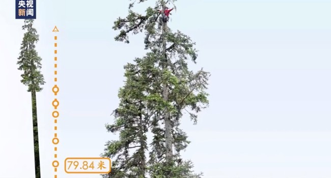 中国最高树上发现50余种高等植物!中国第一高树83.4米