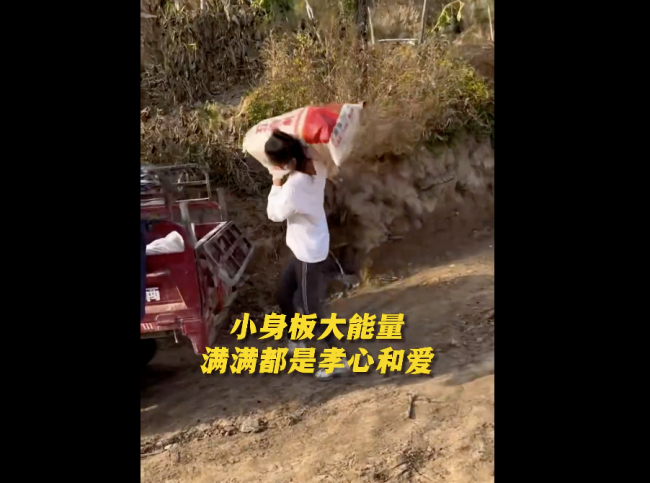 女孩帮爷爷奶奶收玉米整袋扛上肩:干农活也习惯了