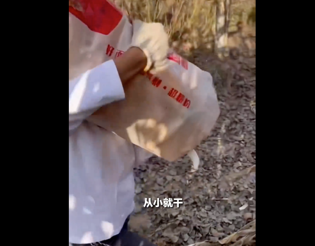 女孩帮爷爷奶奶收玉米整袋扛上肩:干农活也习惯了