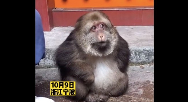 独臂猴走红后被游客围观触摸引应激师太手拦被误伤 伤口发黑
