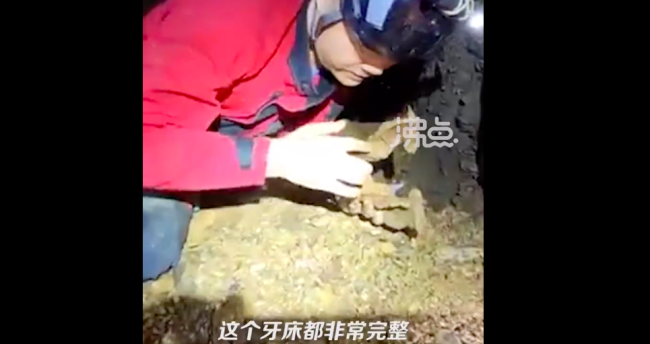 湖南120米深洞底发现大熊猫化石 是不是熊猫掉下去了