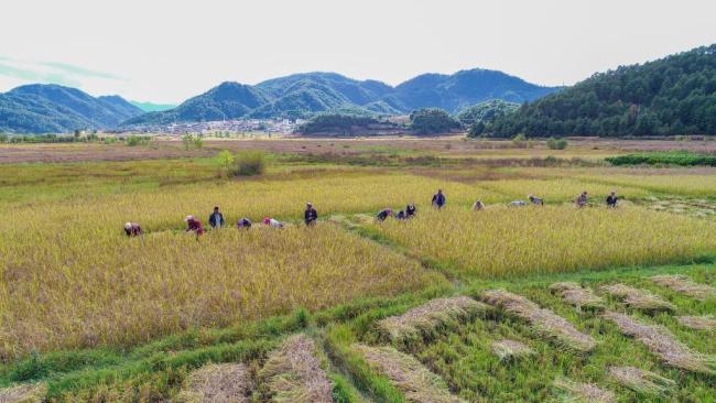 云南产出黑稻、多年生稻、巨型稻等多种水稻