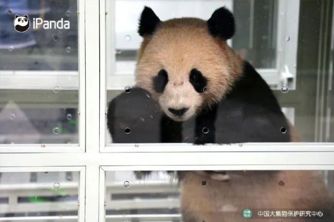 “四海”“京京”开启中卡大熊猫保护研究合作之旅