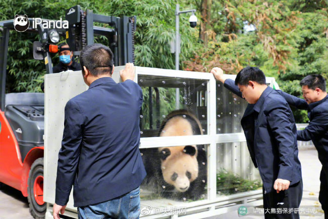 你好，卡塔尔！大熊猫首次旅居中东