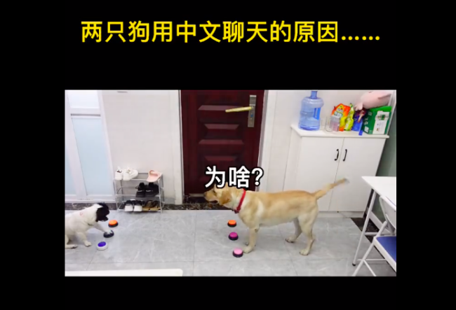 两只狗用中文交流的原因