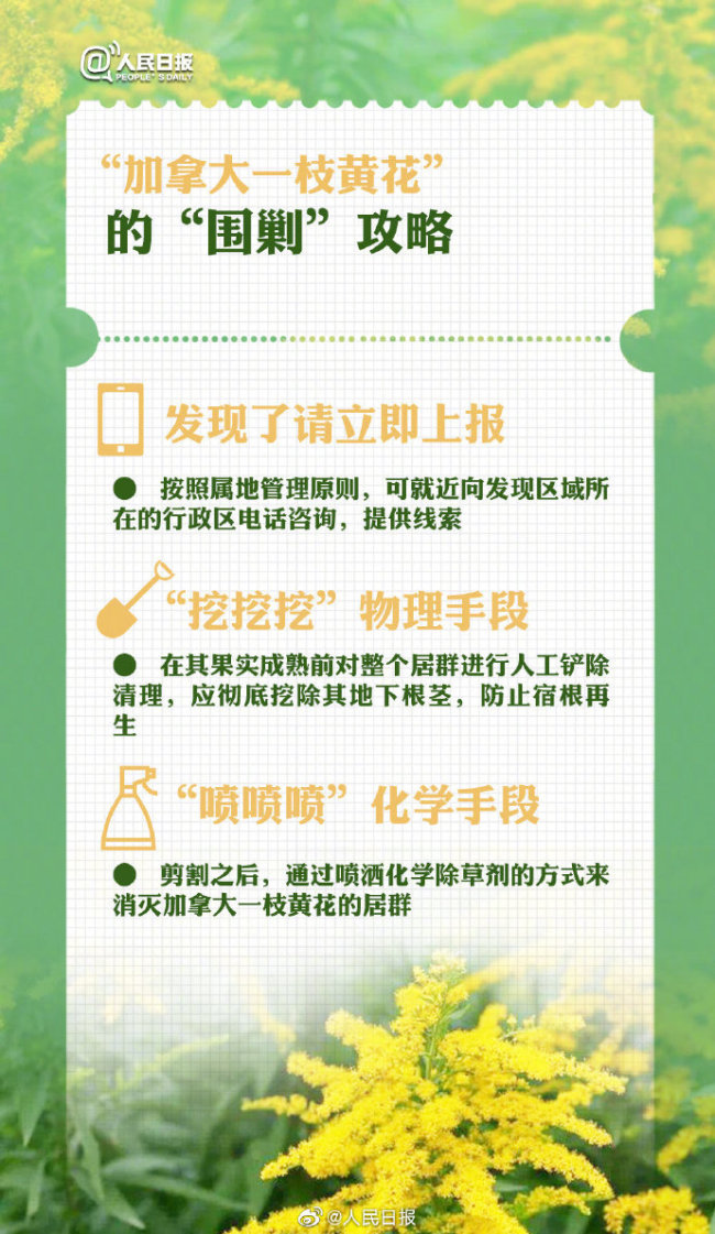 成都疑现加拿大一枝黄花 专家：如何鉴别怎样上报