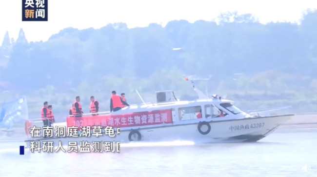 国家一级保护动物长江鲟现身洞庭湖：体检后放了