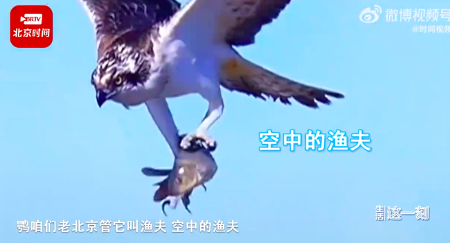 大鹗抓鱼后空中换爪 鱼：能吹一辈子，我飞了！
