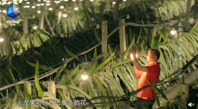 原来火龙果园一入夜就会变灯光秀：太美了！