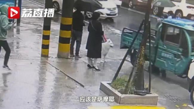 三轮车撞人逃逸警方靠萨摩耶破案：被一条狗出卖了