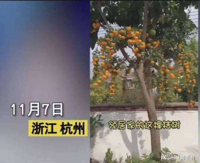 不可思议！女子发现邻居家一棵树结十几种水果