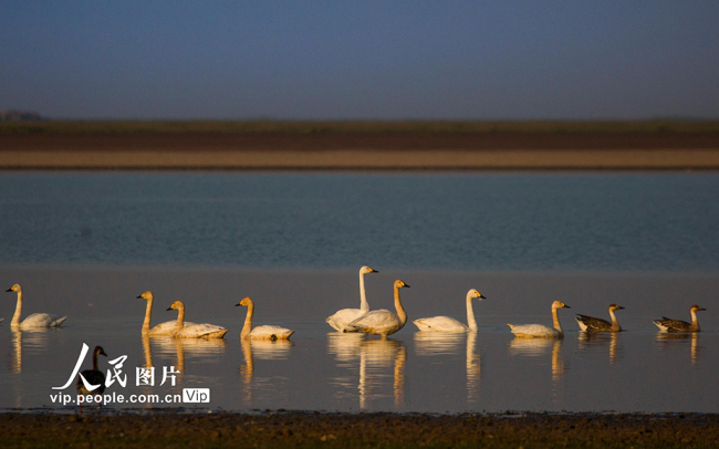 鄱阳湖迎来越冬候鸟迁徙高峰