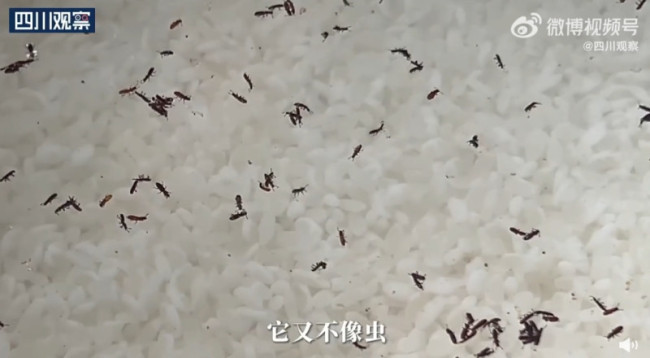 爷爷米缸长满小虫淘米飘满盆