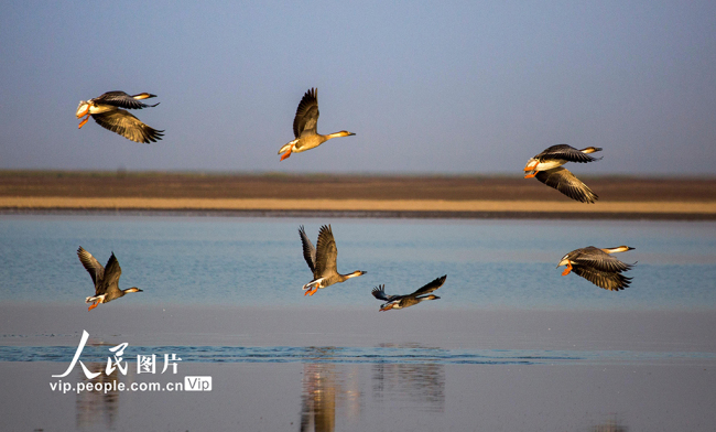 江西九江：鄱阳湖迎来越冬候鸟迁徙高峰【10】