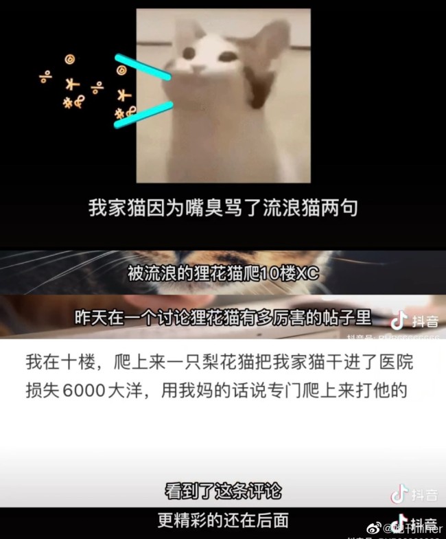 流浪猫爬十楼复仇家猫将家猫揍的奄奄一息！还得是花臂大佬啊