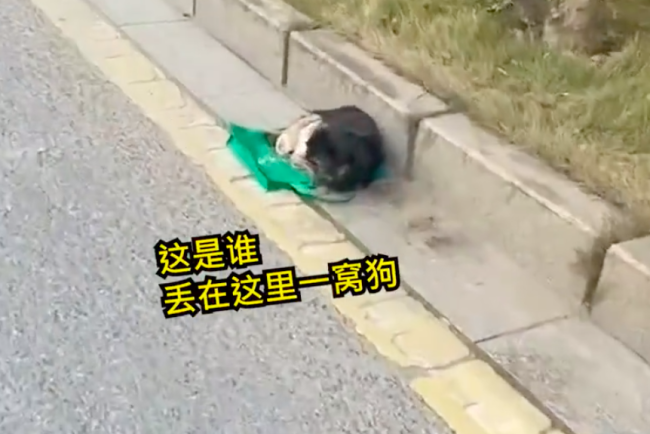 女子花钱救狗反被咬网友说活该