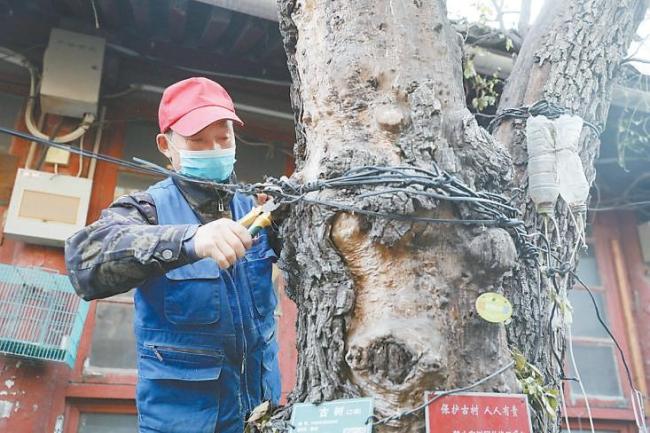 北京一棵110年古树上被拉电线晾衣服？马上解绑！