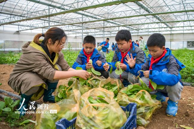 安徽芜湖：蔬菜基地里的劳动课